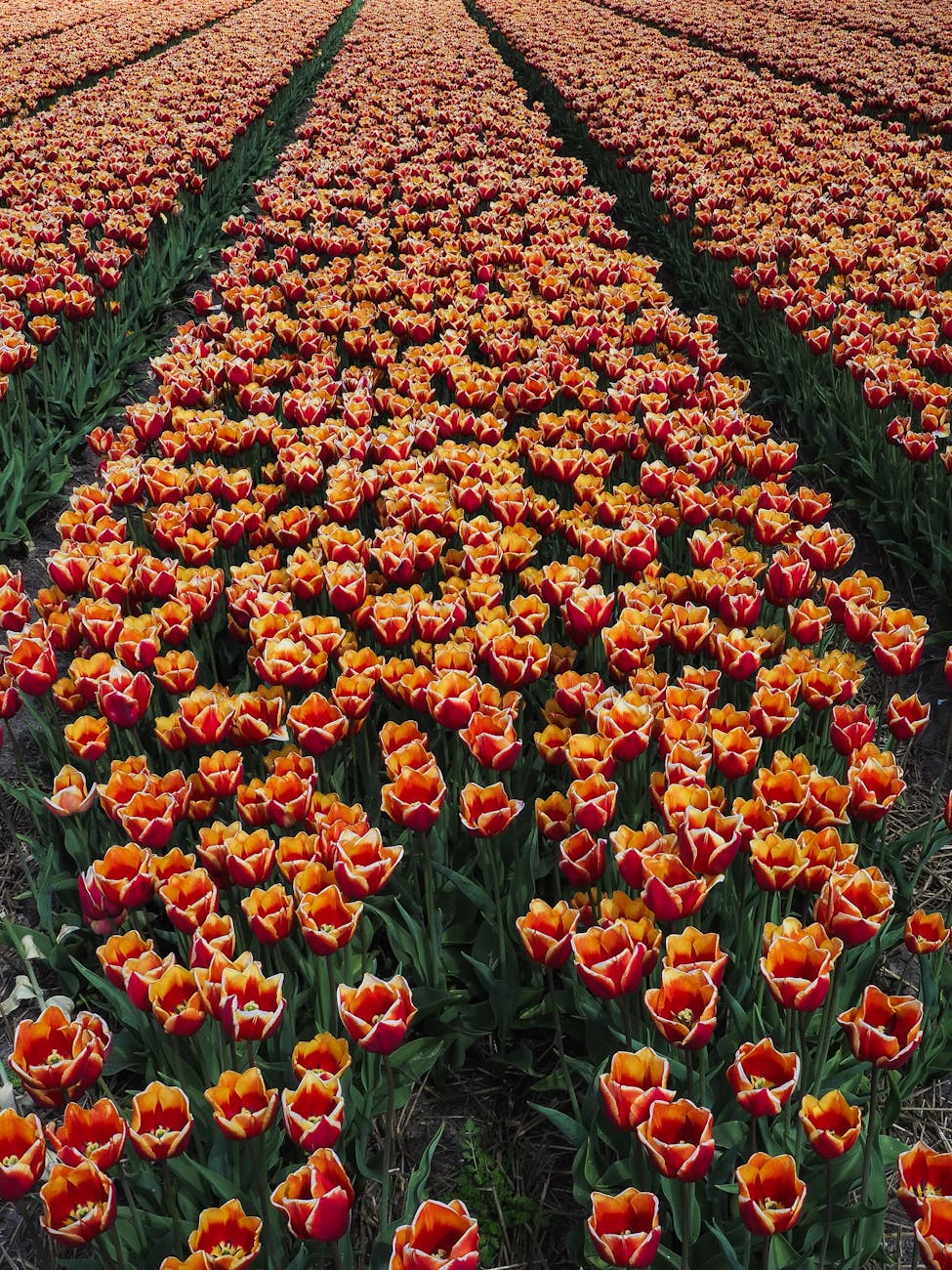 Amsterdam, Netherlands