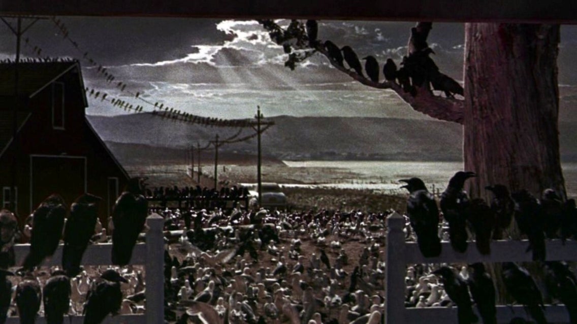 Picture for Bobby Stone Film Series: The Birds
