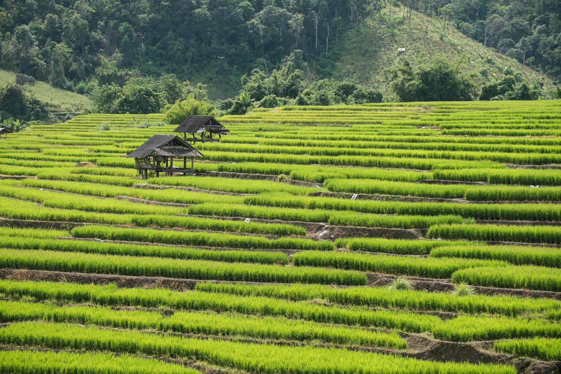 Chiang Mai