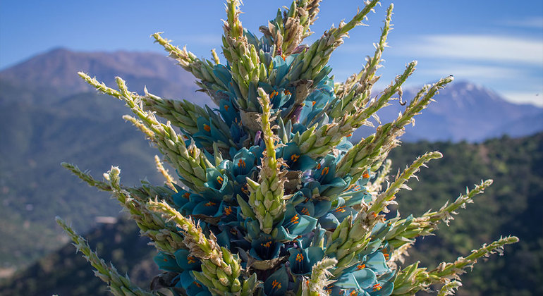Picture for Pochoco Mountain Half-Day Hiking Tour