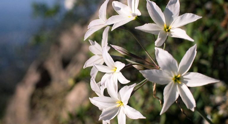 Picture for Santiago from the Heights Hiking Tour