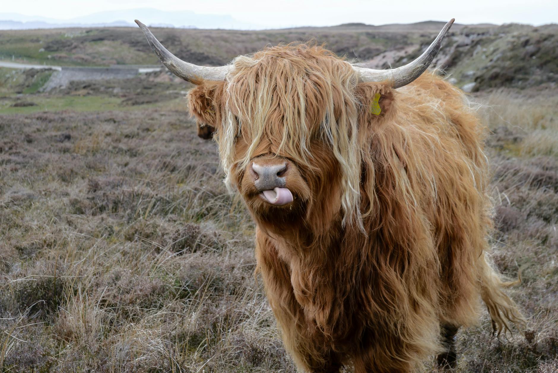 Scotland