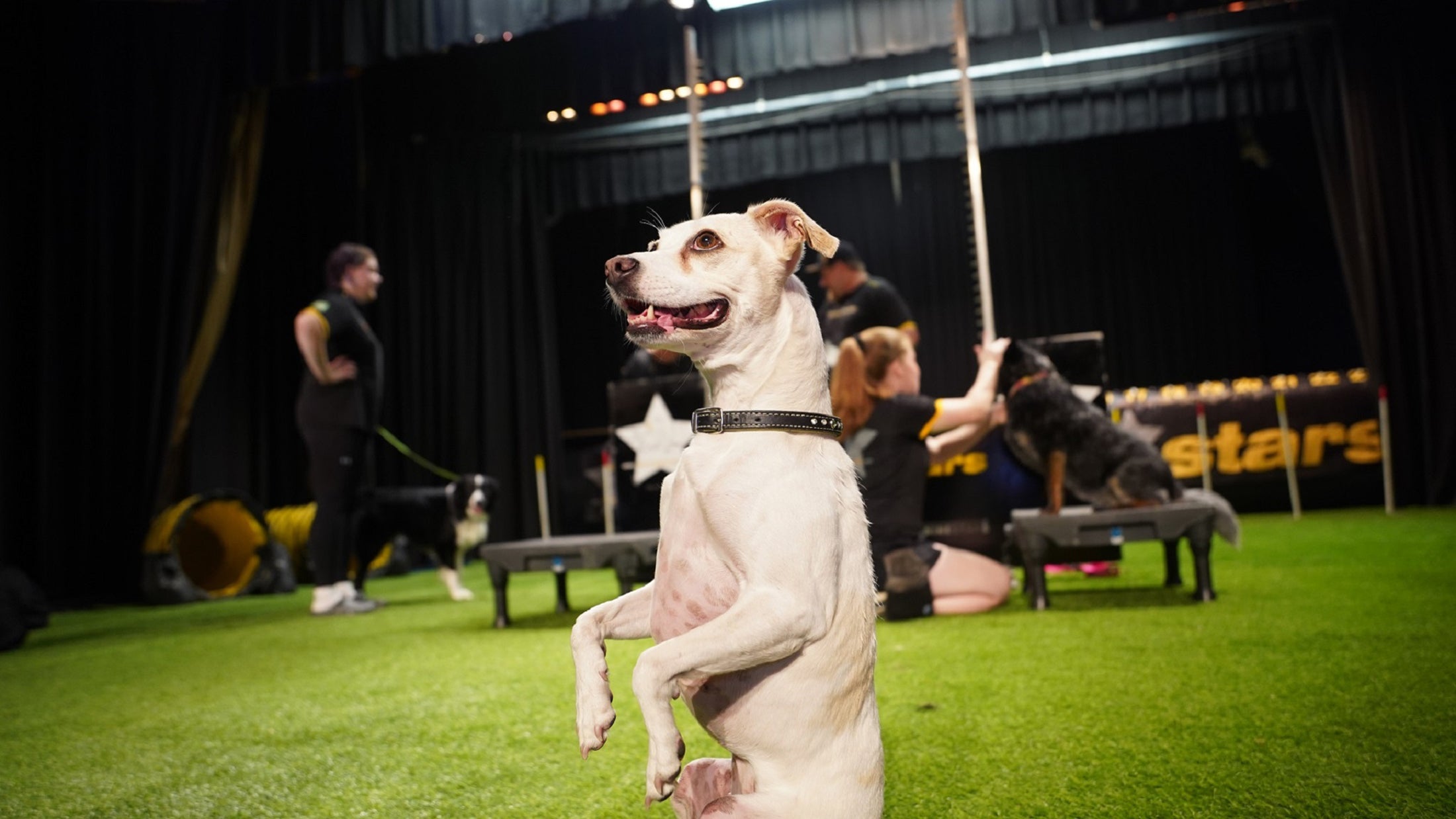 Picture for The Canine Stars Stunt Dog Show