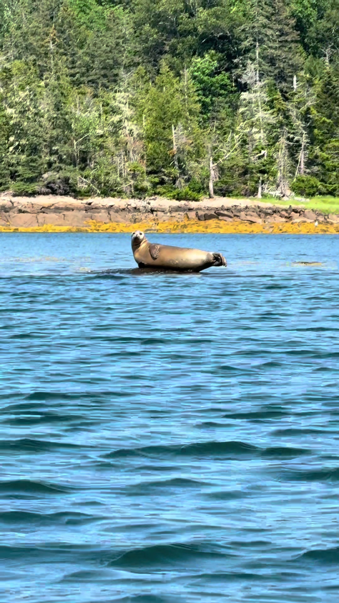 Acadia National Park