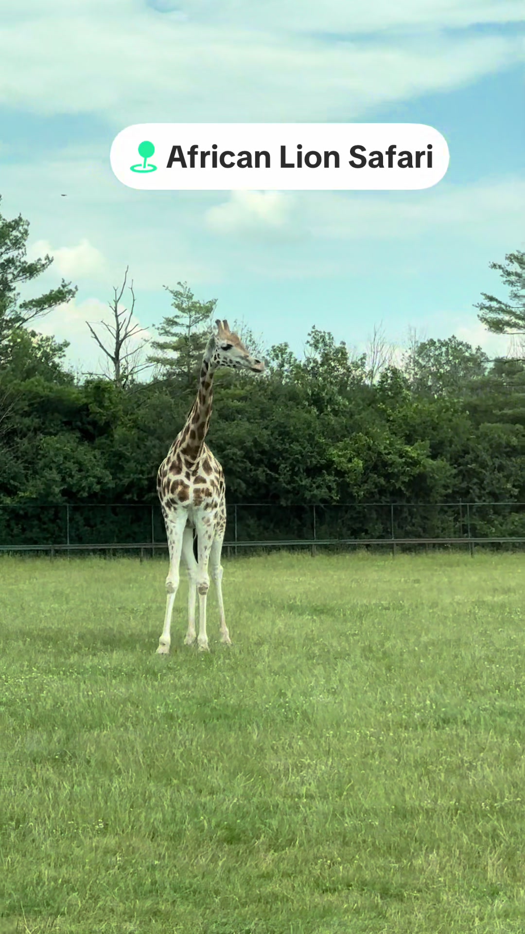 African Lion Safari