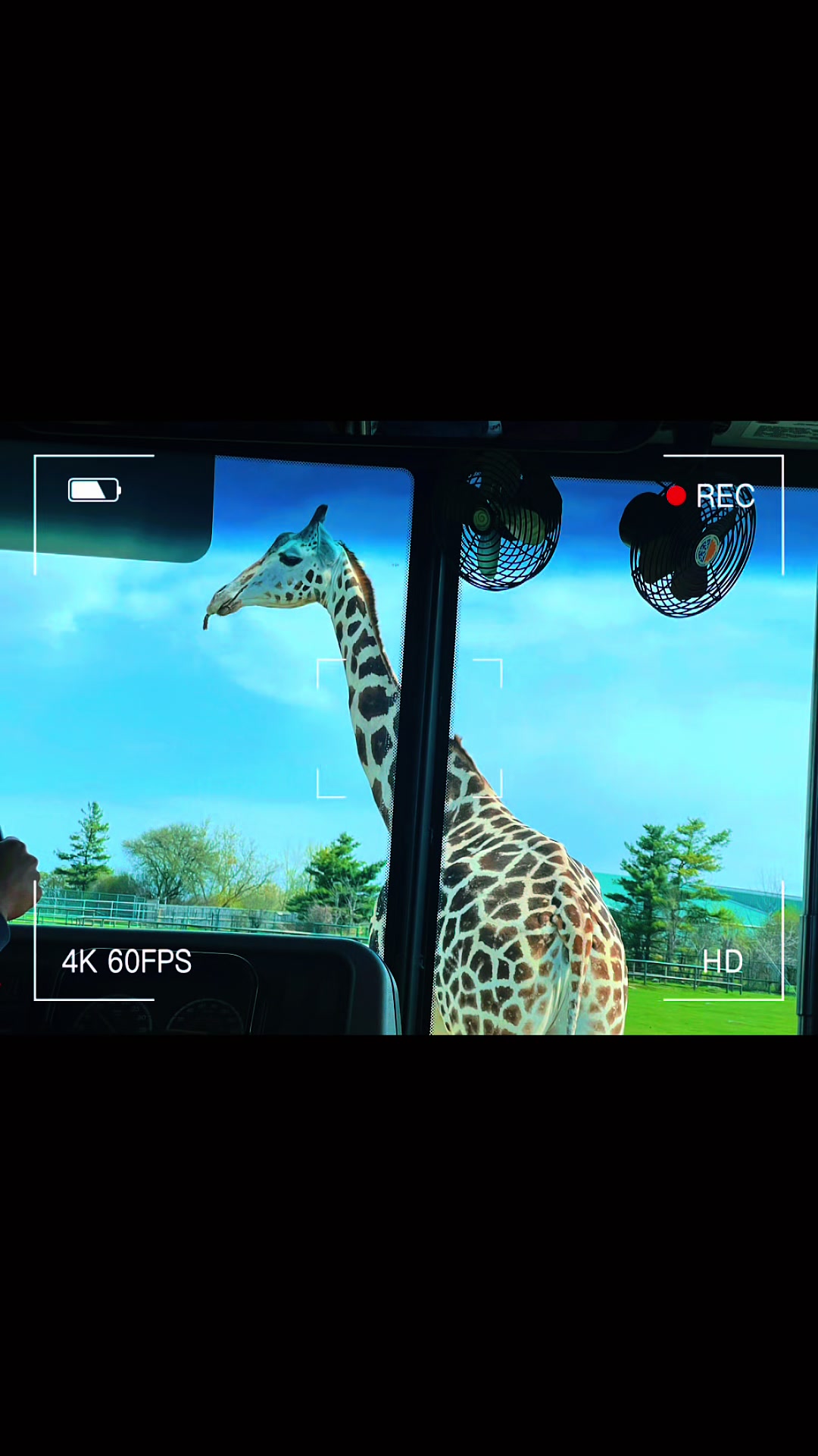 African Lion Safari