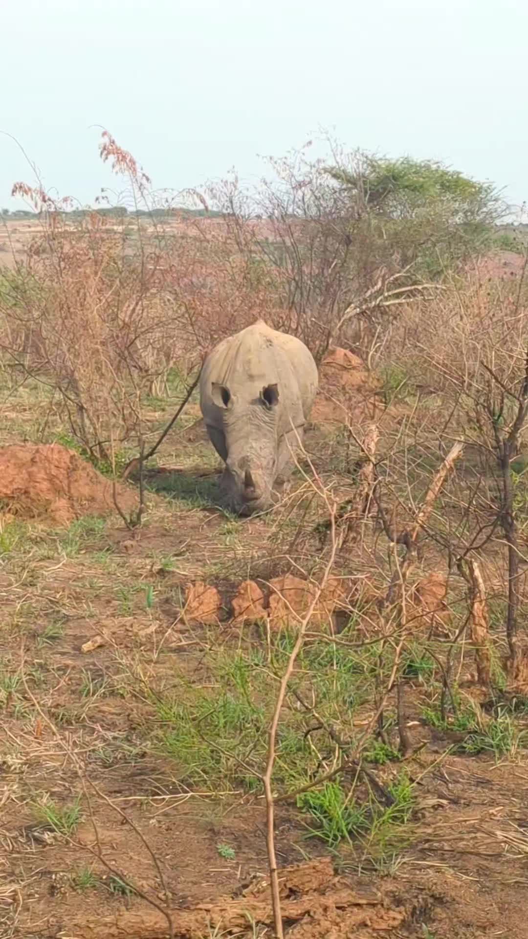 Akagera National Park