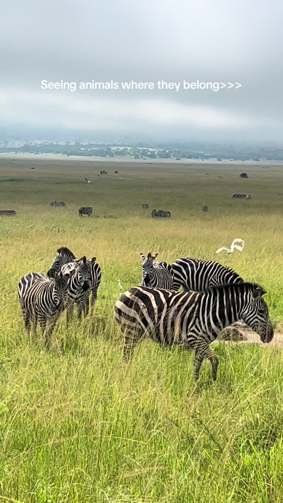 Akagera National Park