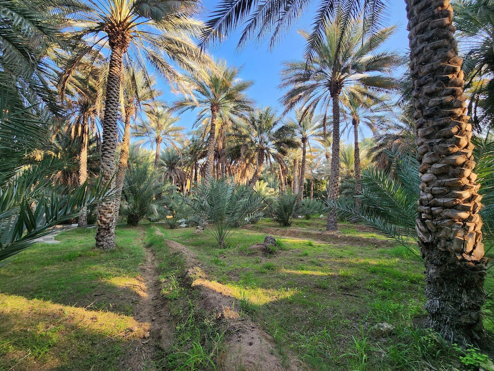 Al Ain Oasis