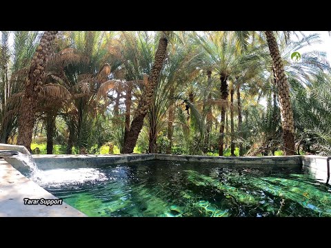 Al Ain Oasis