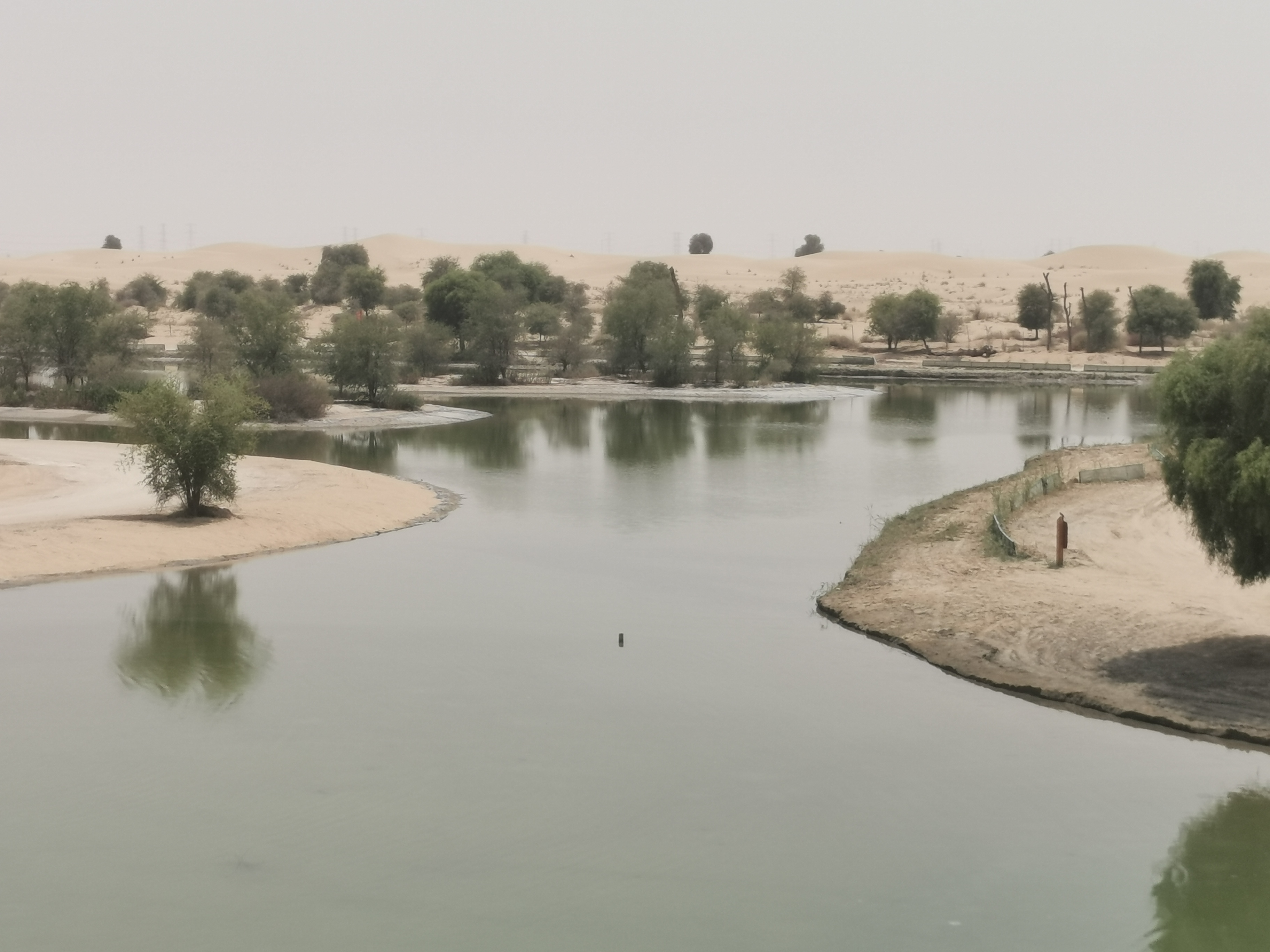 מדבר אל מארמודר (Al Marmoom Desert Conservation Reserve)