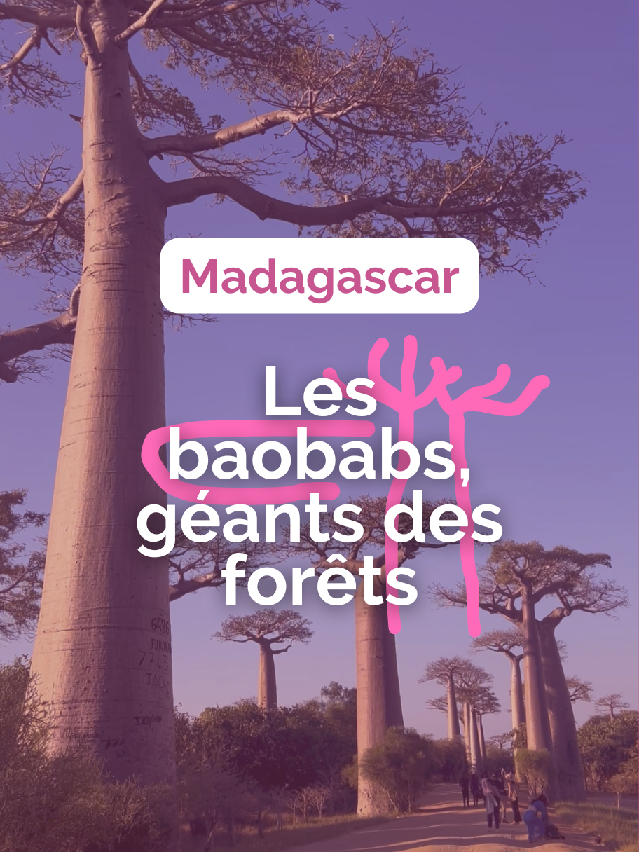 Allee des Baobabs