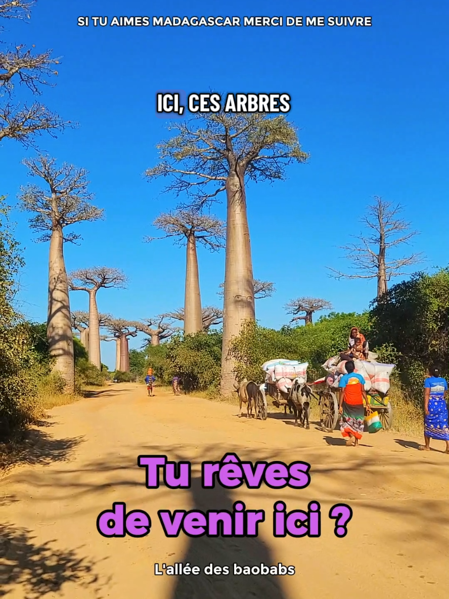 Allee des Baobabs