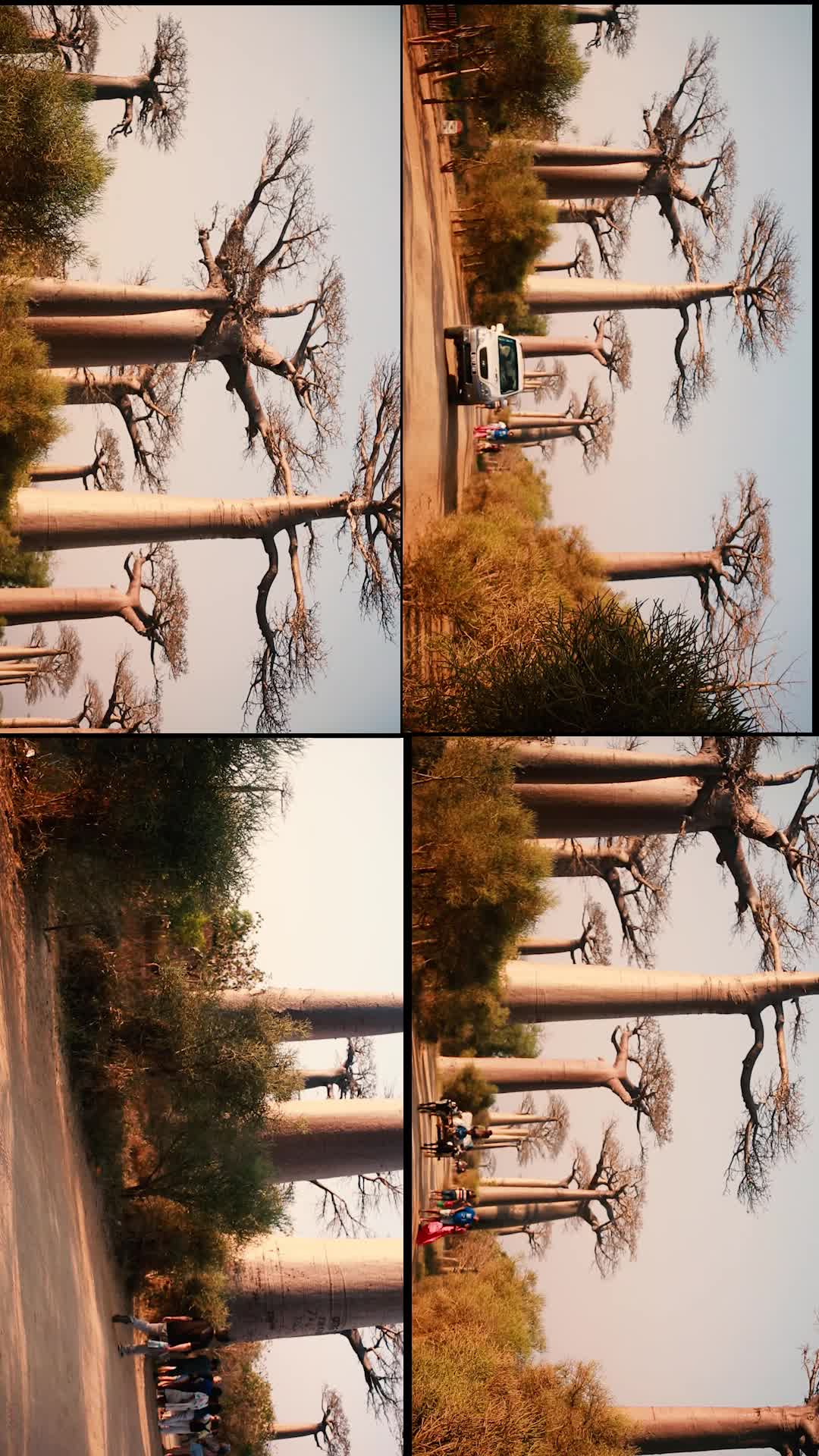 Allee des Baobabs
