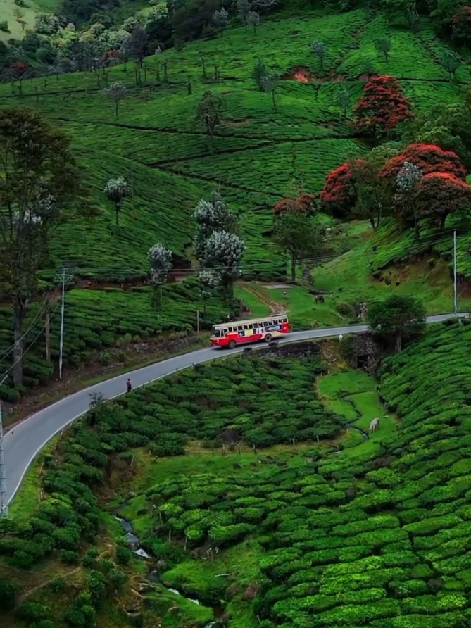 Alleppey
