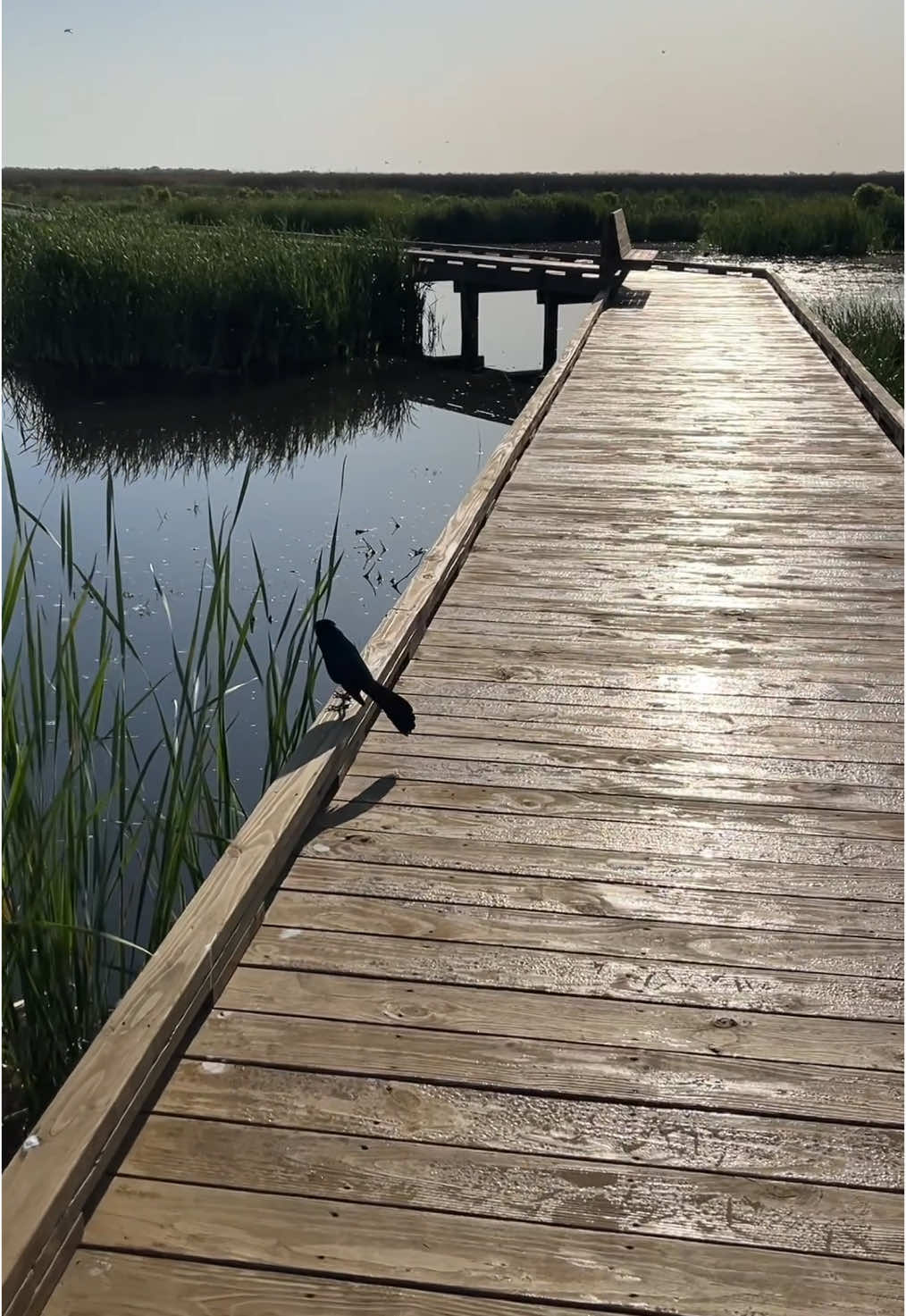 Anahuac National Wildlife Refuge