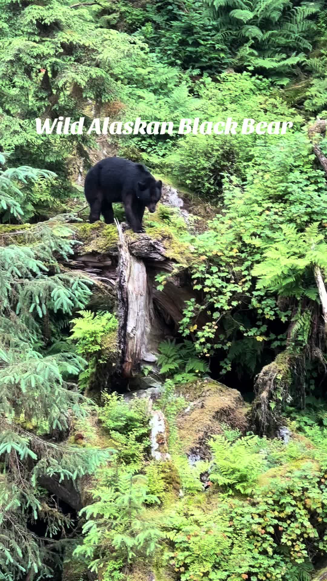 Anan Wildlife Observatory