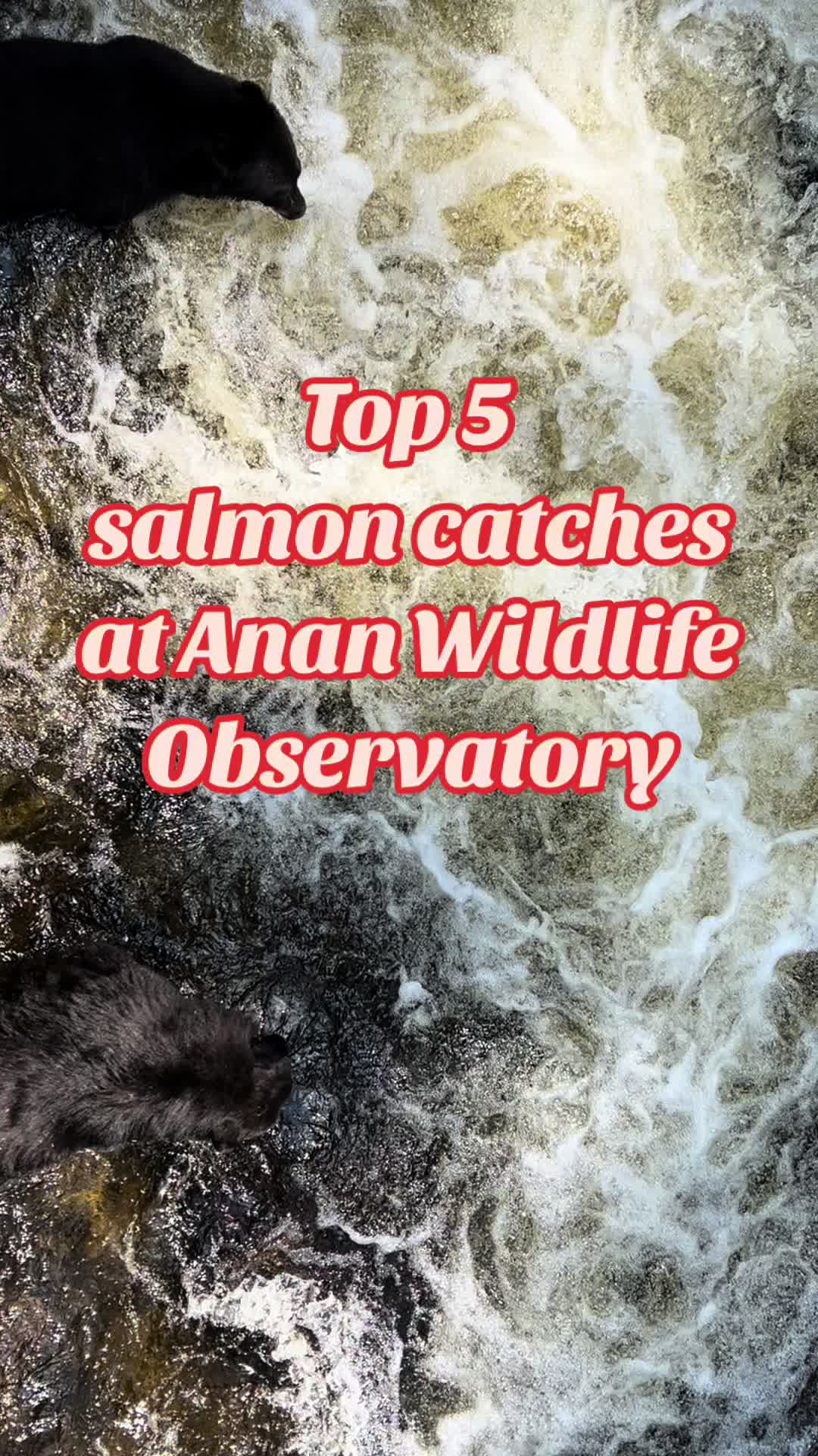 Anan Wildlife Observatory