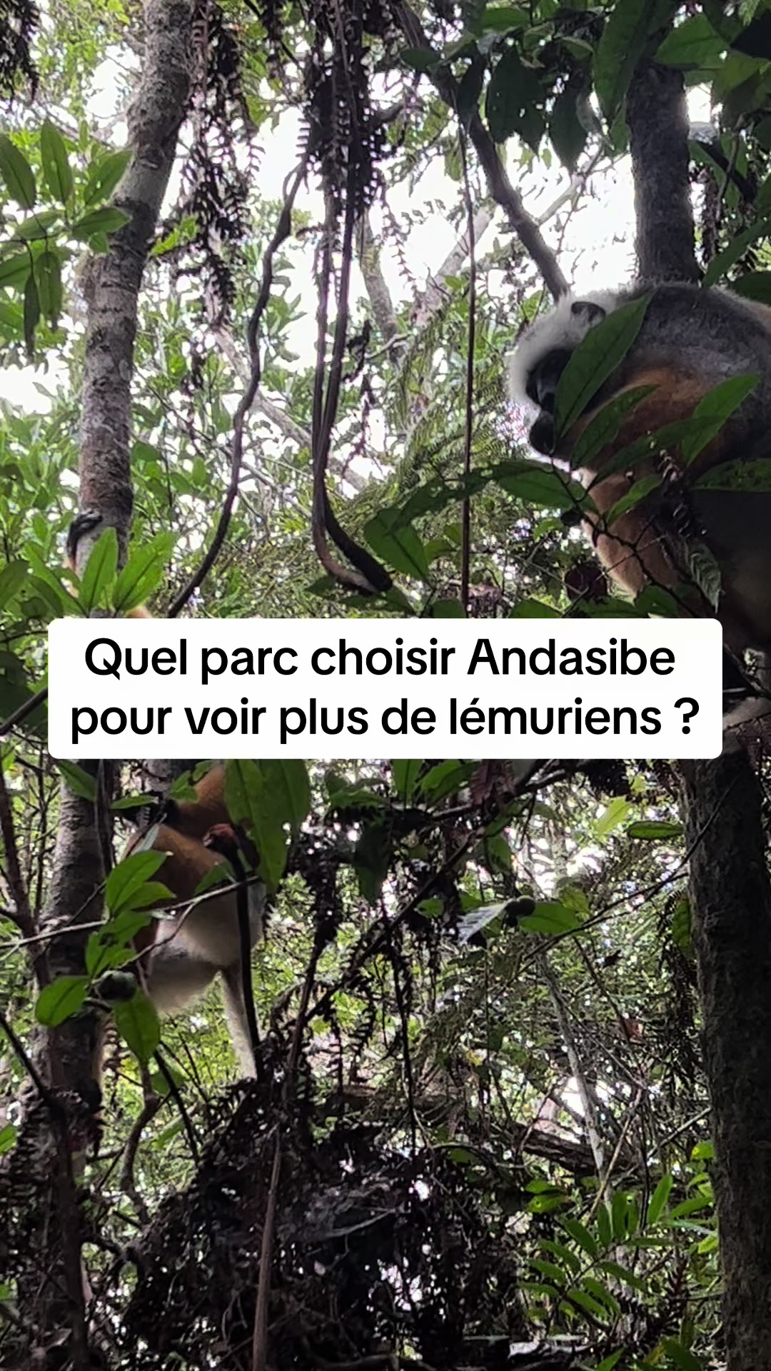 Andasibe-Mantadia National Park