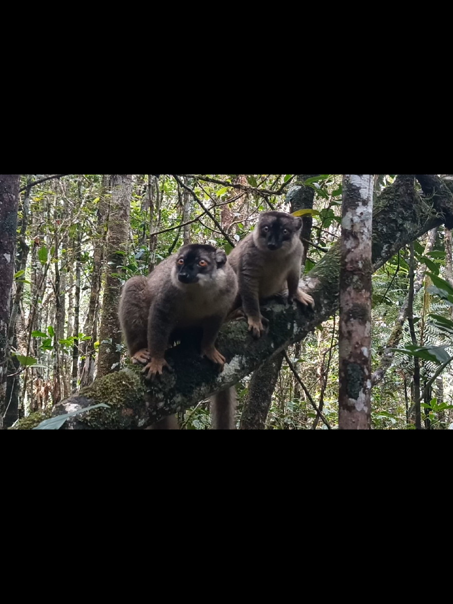 Andasibe-Mantadia National Park
