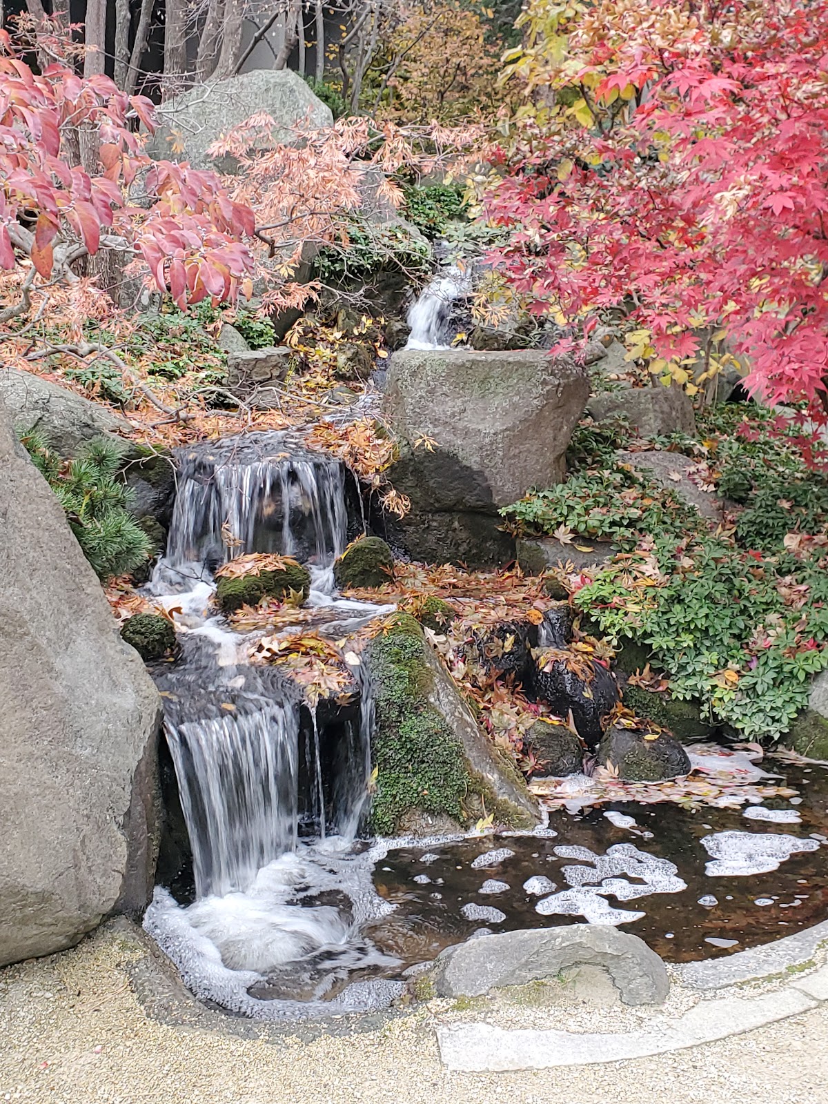 Rockford Anderson Japanese Gardens