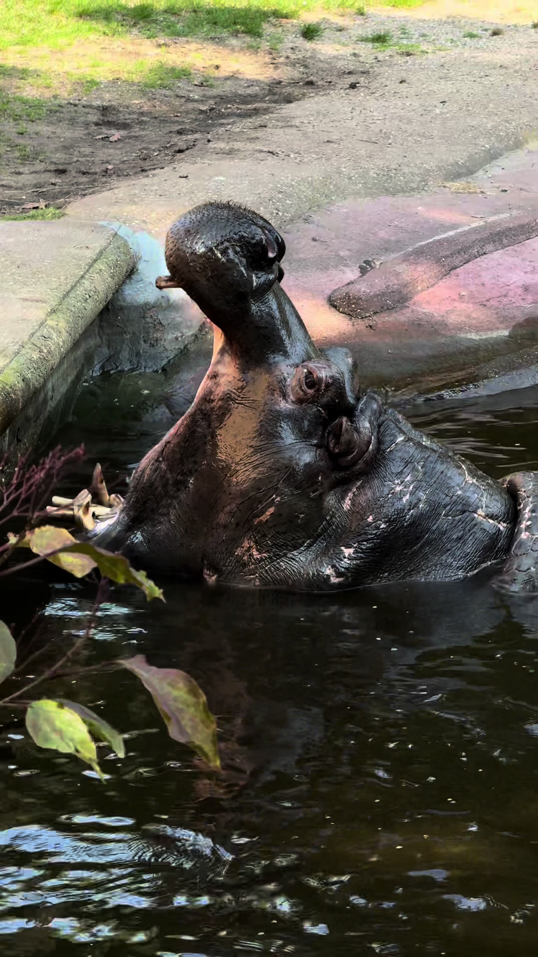 Антверпенский зоопарк (Antwerp Zoo)
