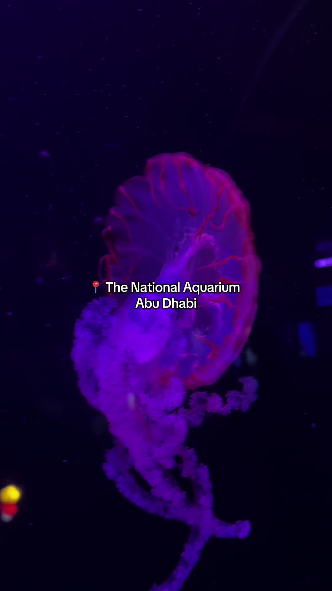 Aquarium The National Aquarium Abu Dhabi
