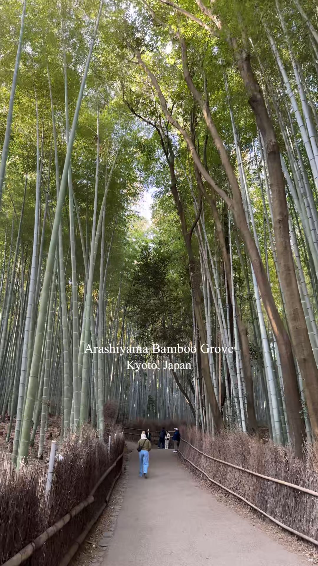 Arashiyama Bamboo Grove