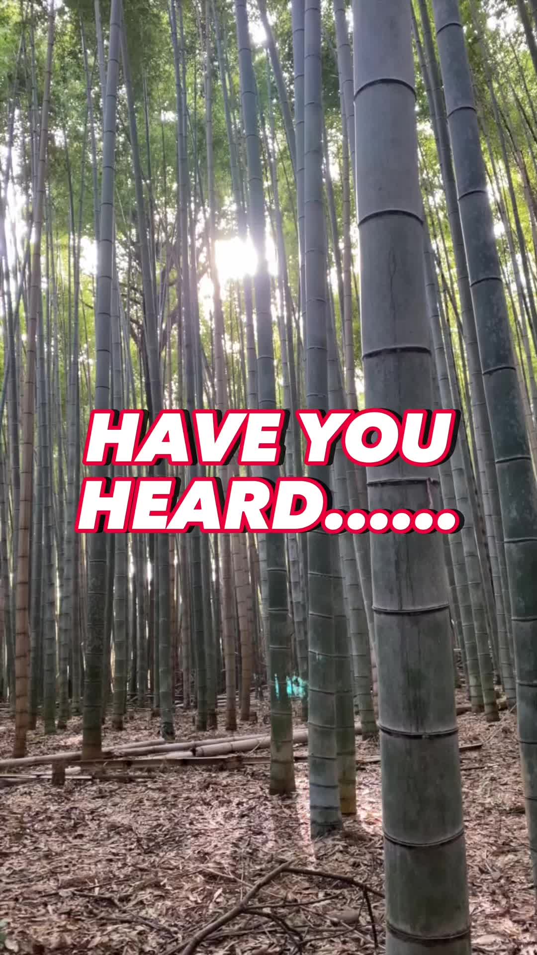 Arashiyama Bamboo Grove