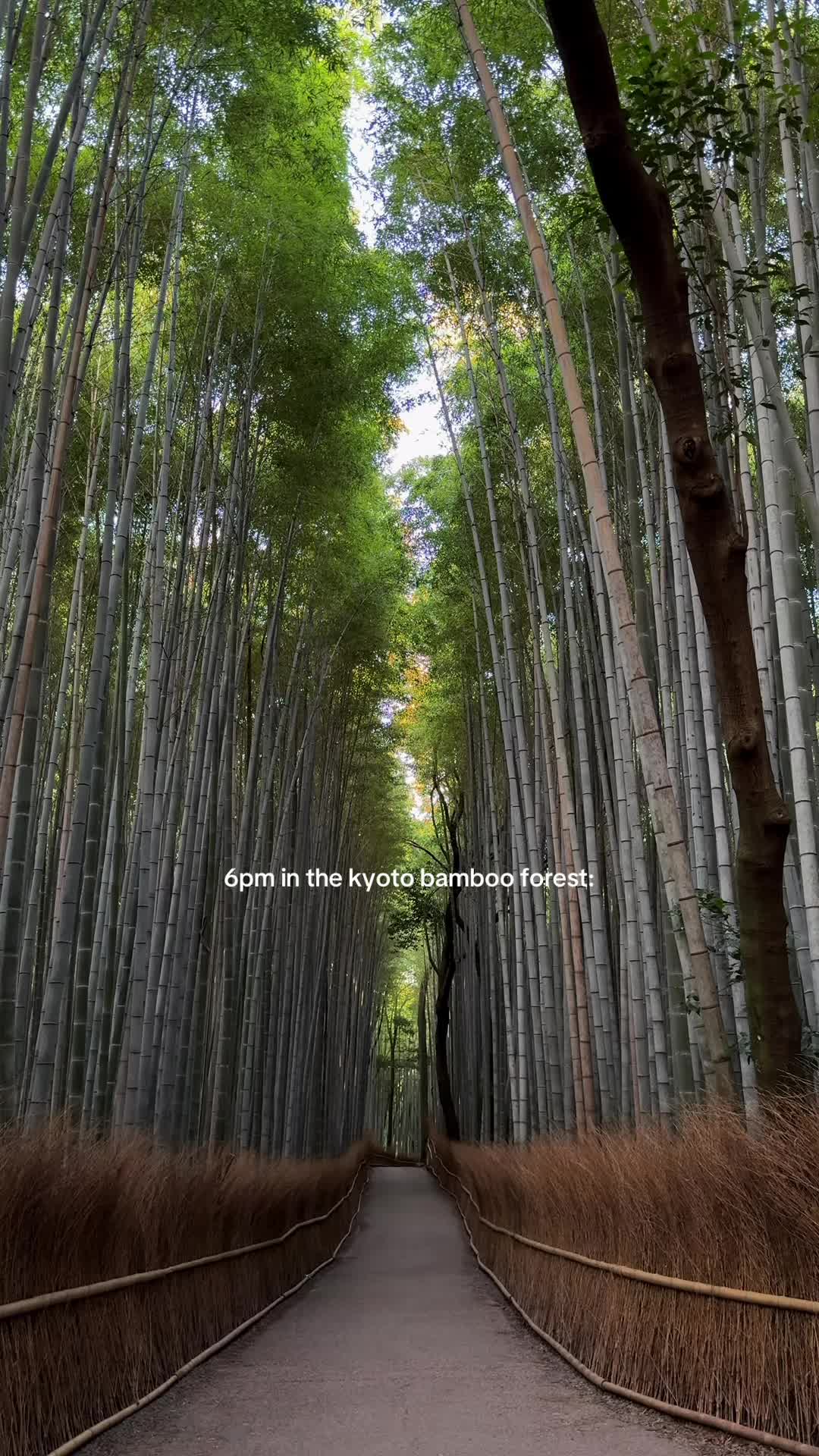 Arashiyama Bamboo Grove
