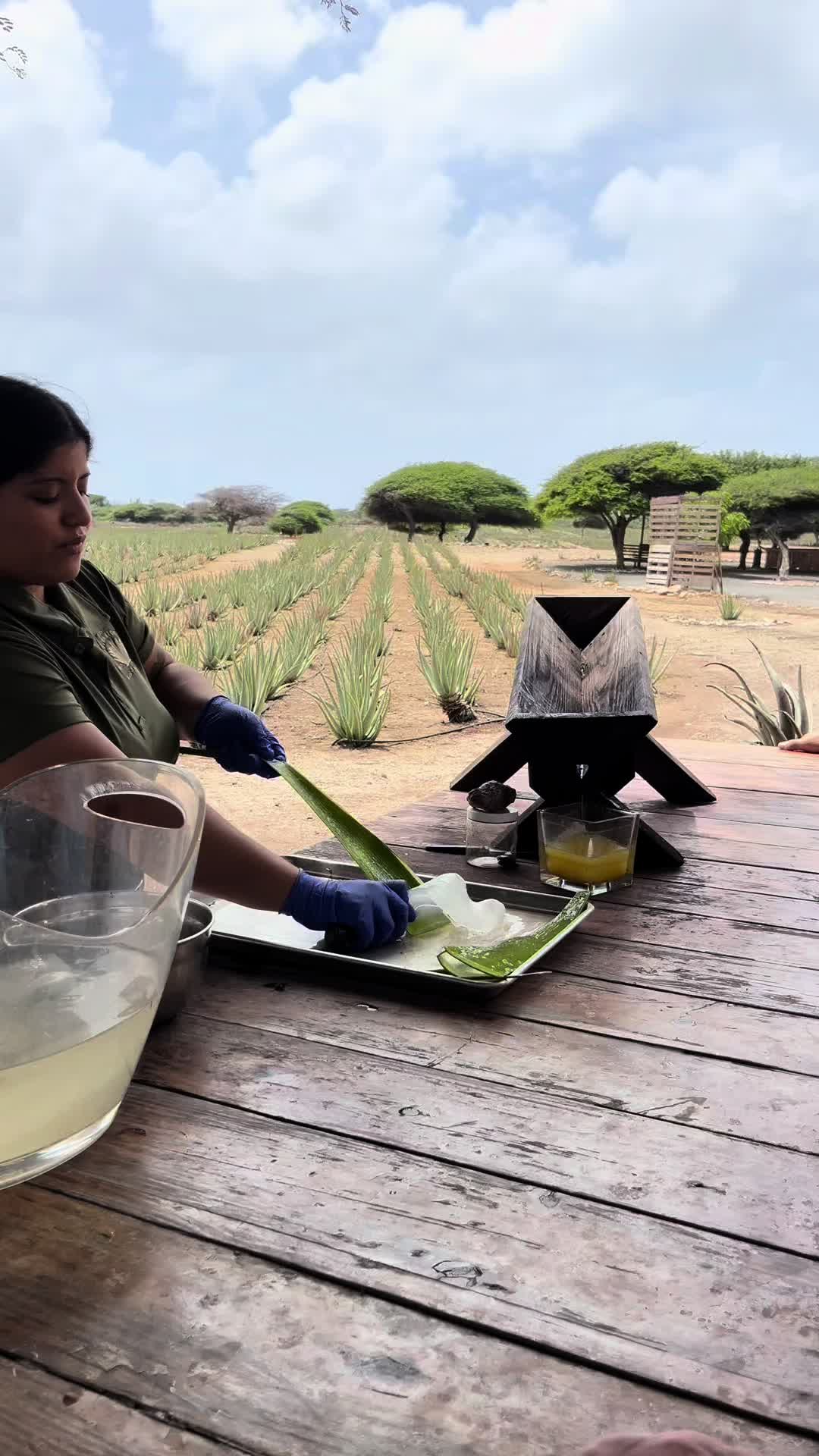 Aruba Aloe Factory and Museum