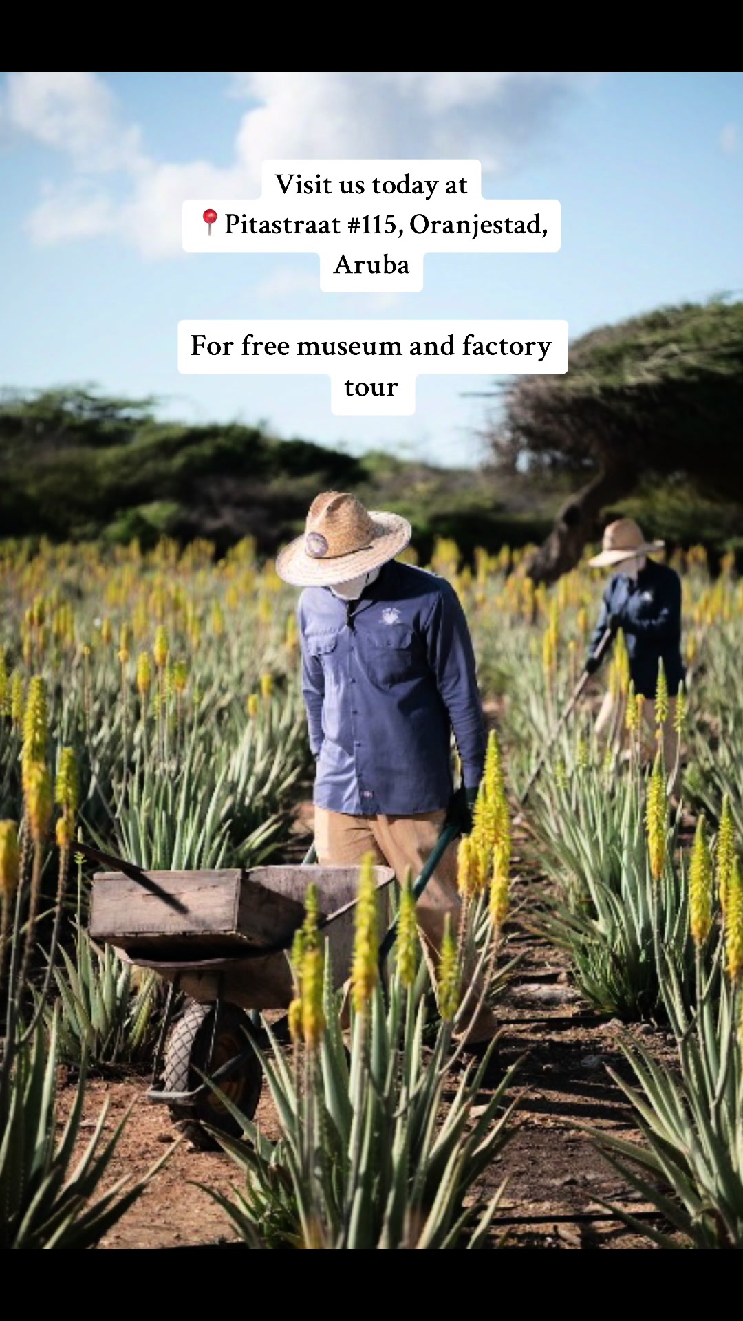 Aruba Aloe Factory and Museum
