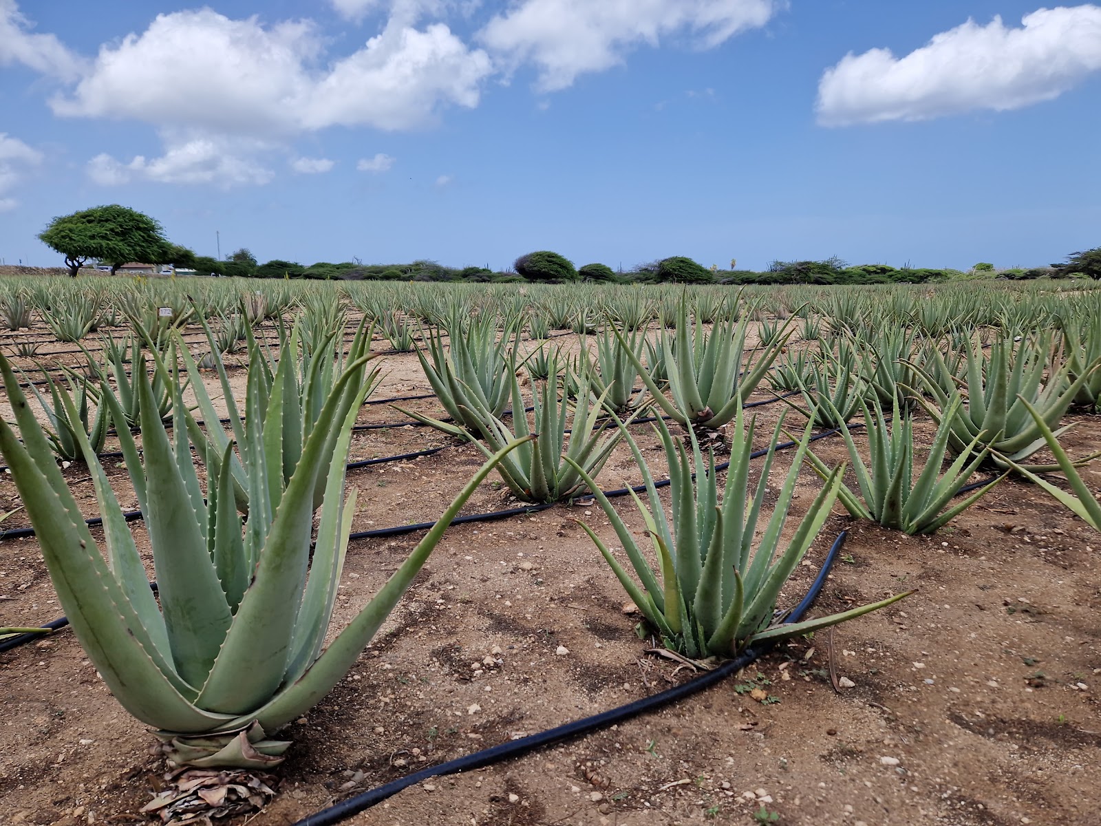 Oranjestad Aruba Best Things To Do for Couple