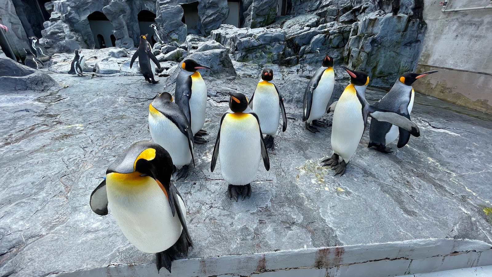פארק אסקי (Asahiyama Zoo)