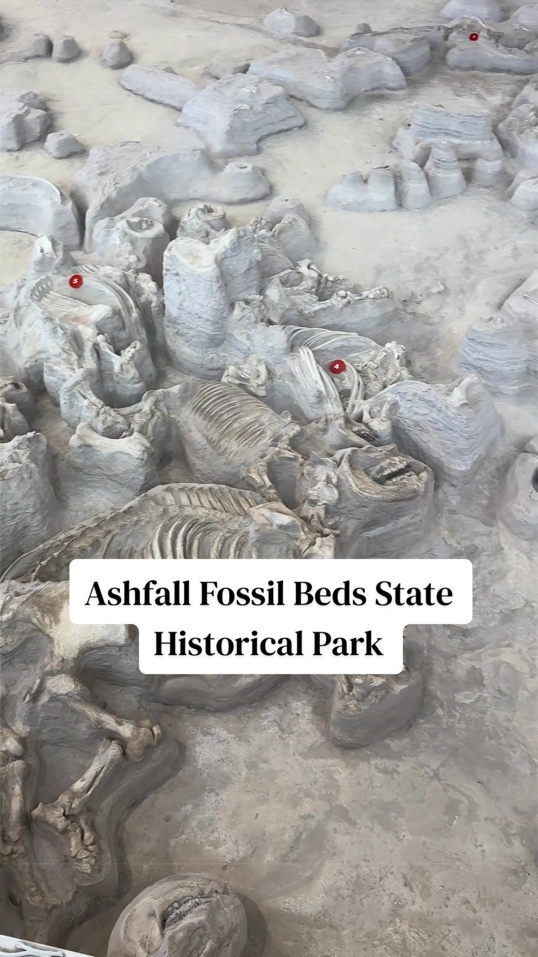 Ashfall Fossil Beds