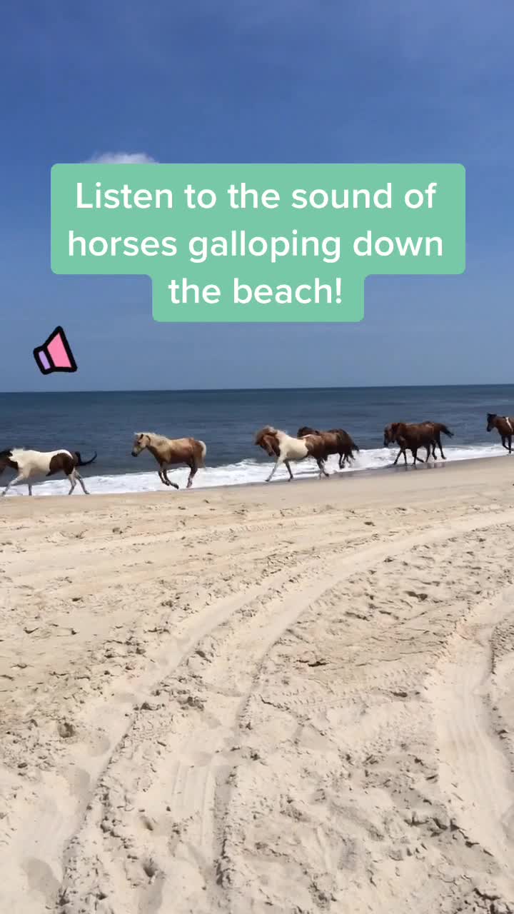 Assateague Island National Seashore