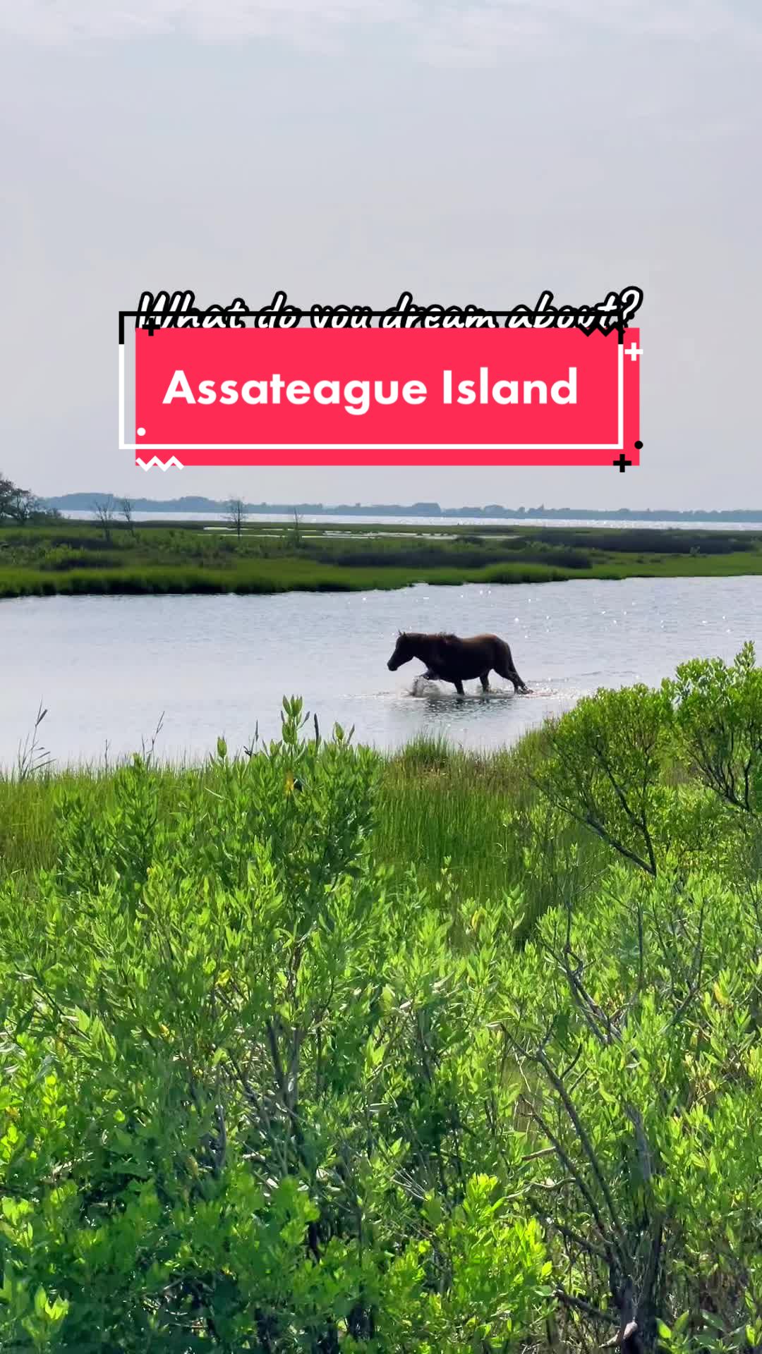 Assateague Island National Seashore