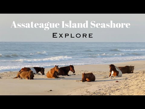 Assateague Island National Seashore