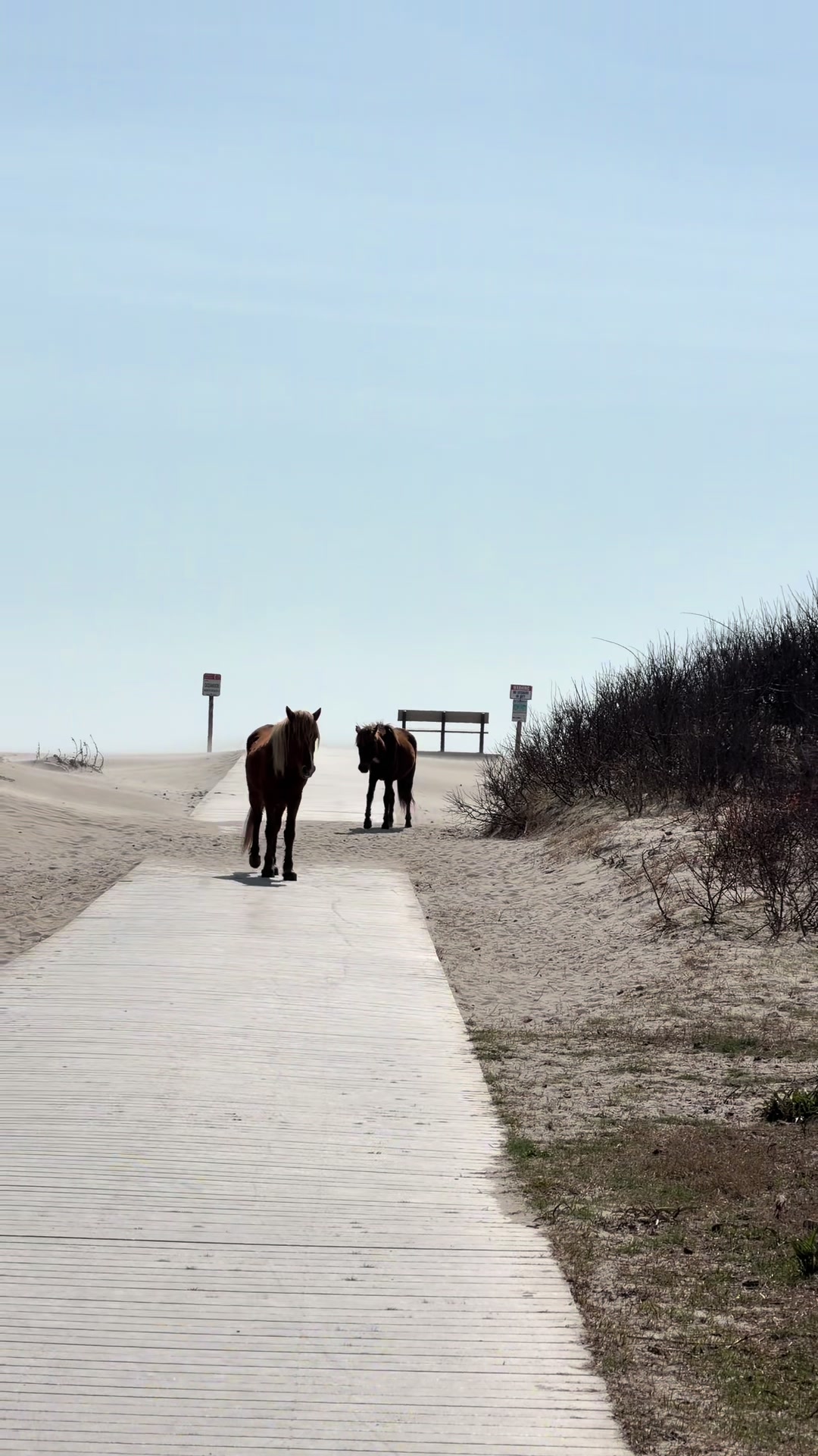 Assateague Island National Seashore