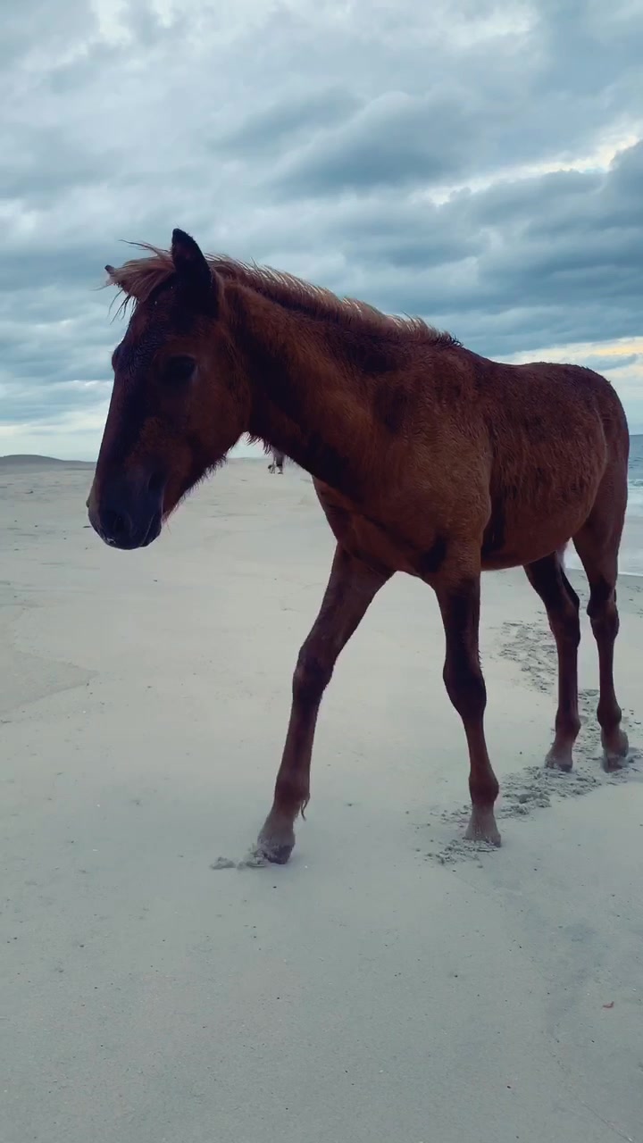 Assateague Island