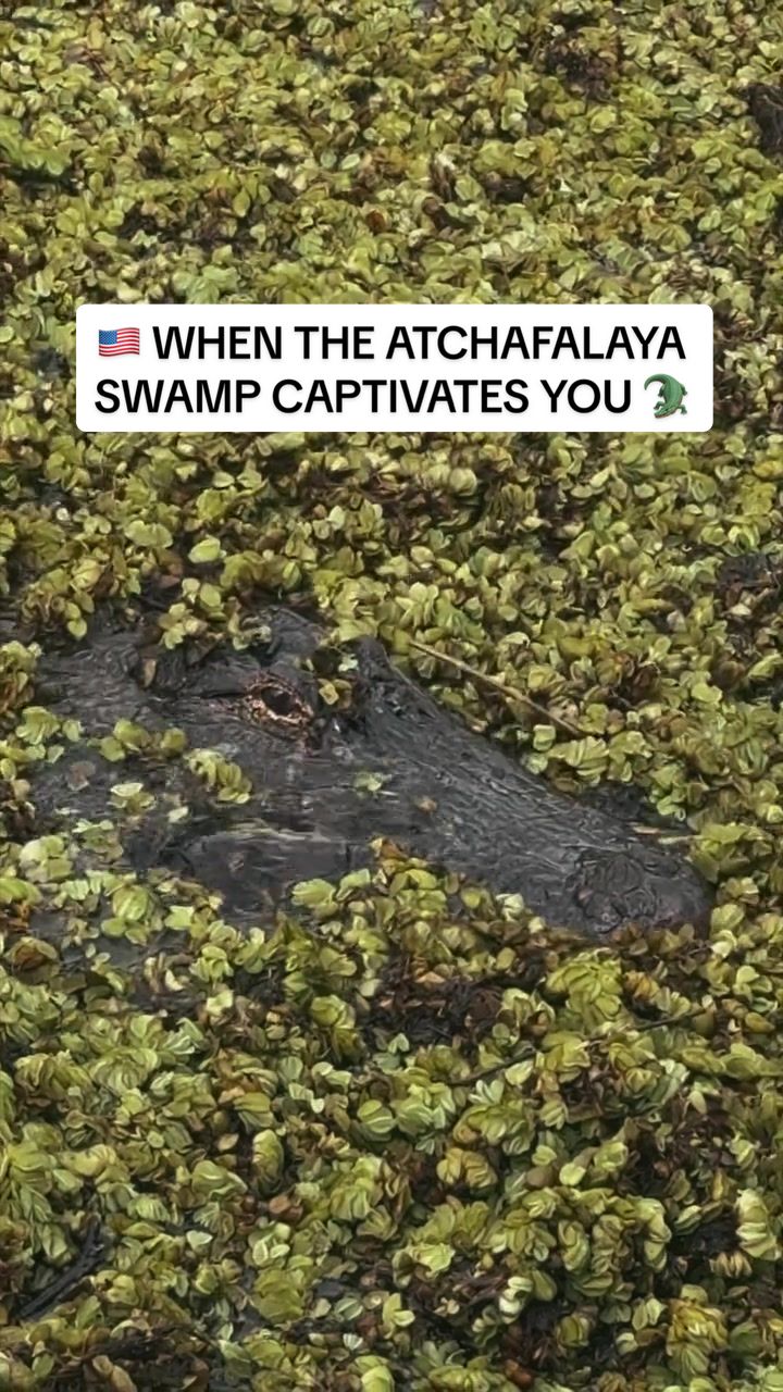 Atchafalaya National Wildlife Refuge
