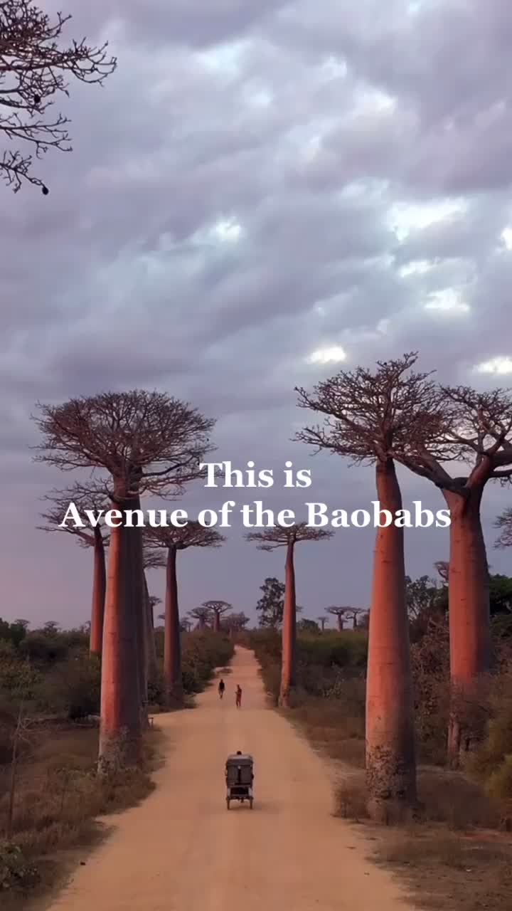 Avenue of the Baobabs