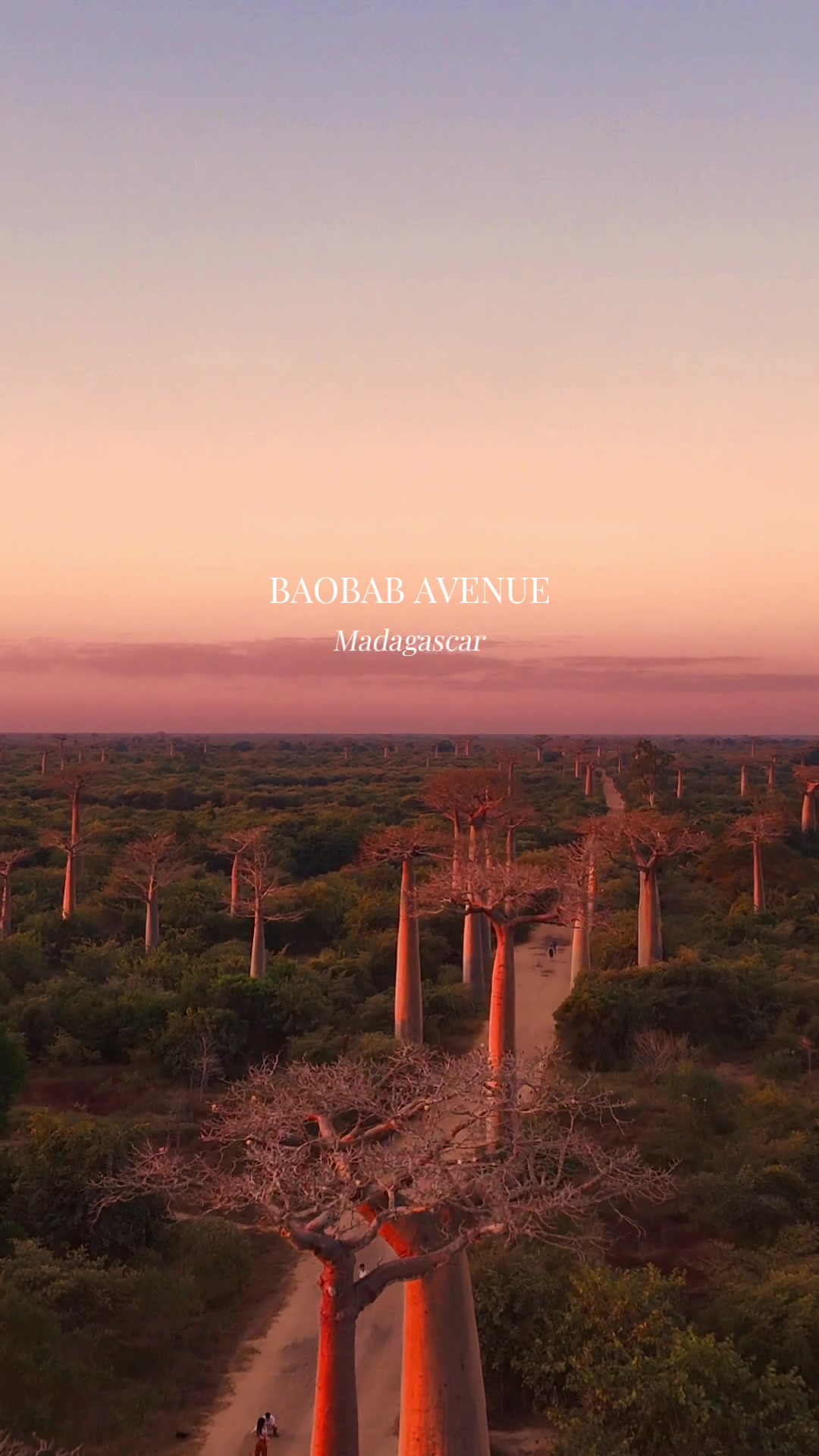 Avenue of the Baobabs