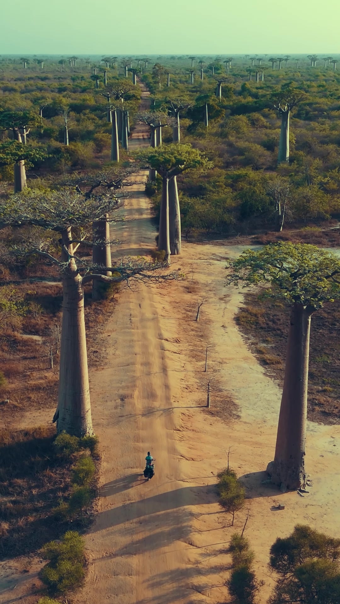 Avenue of the Baobabs