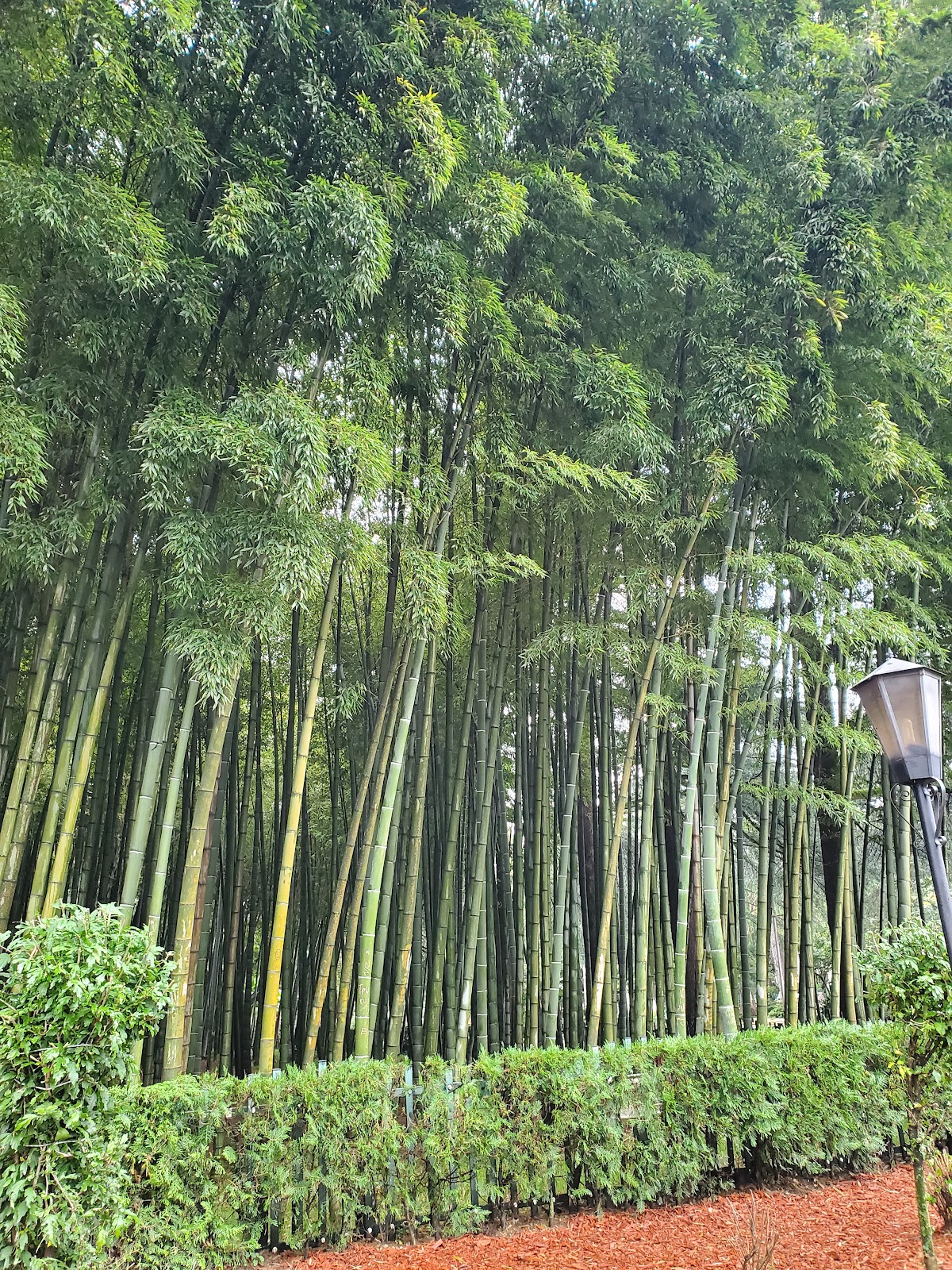 תמונה עבור Bamboo Garden