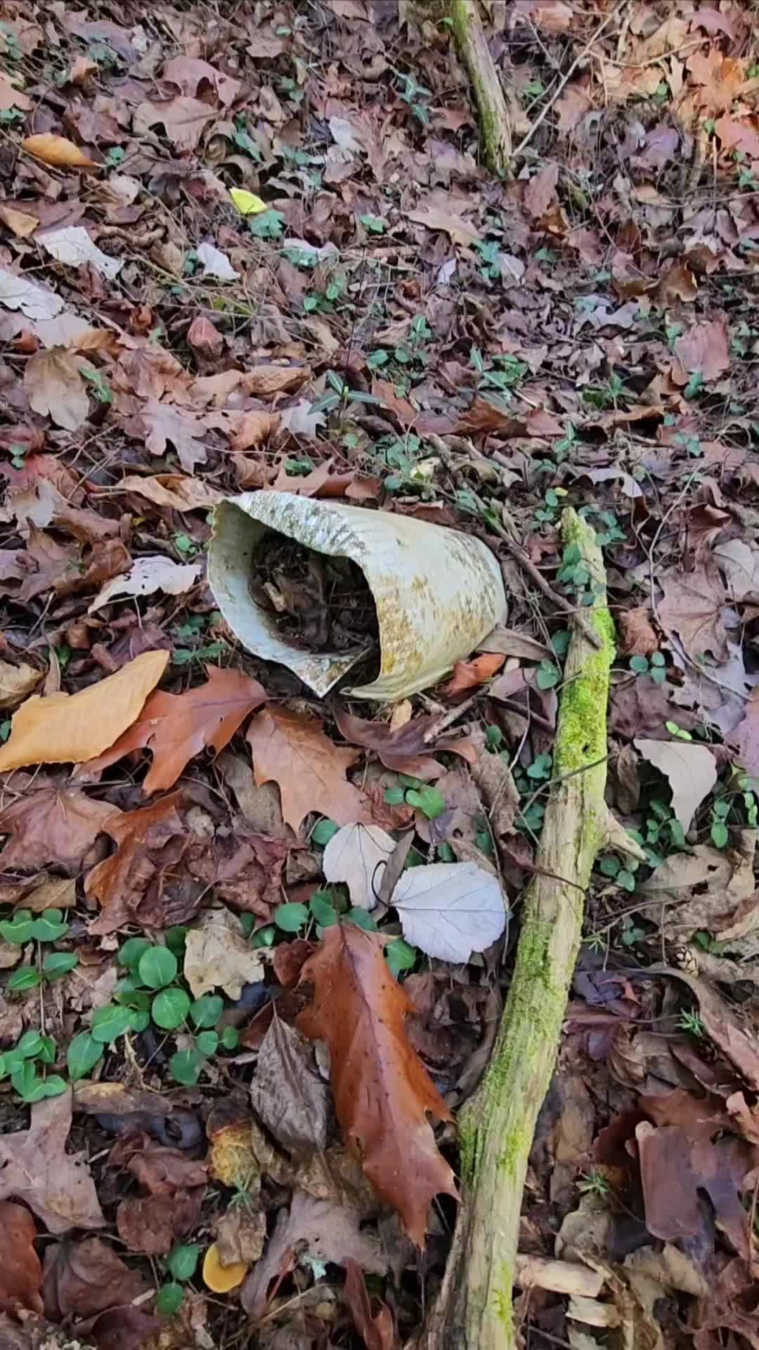 Bankhead National Forest