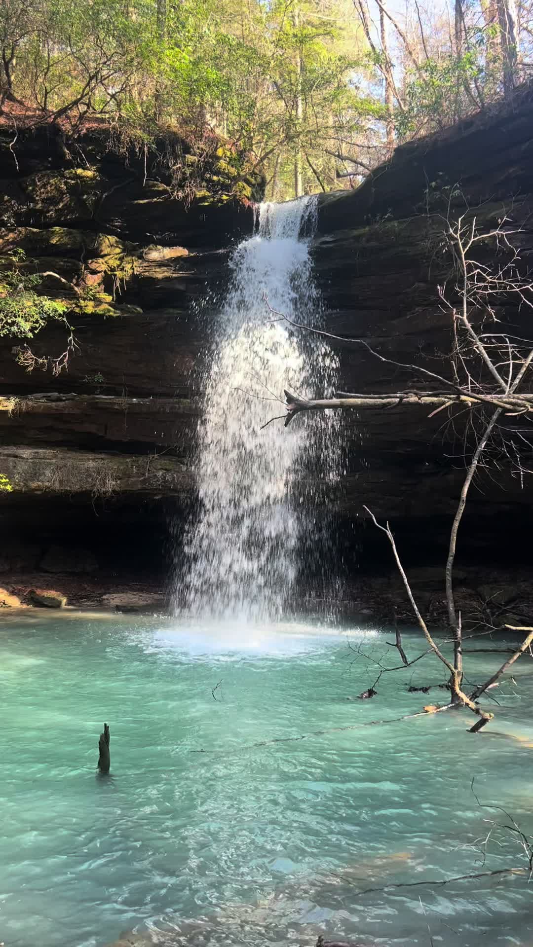 Bankhead National Forest