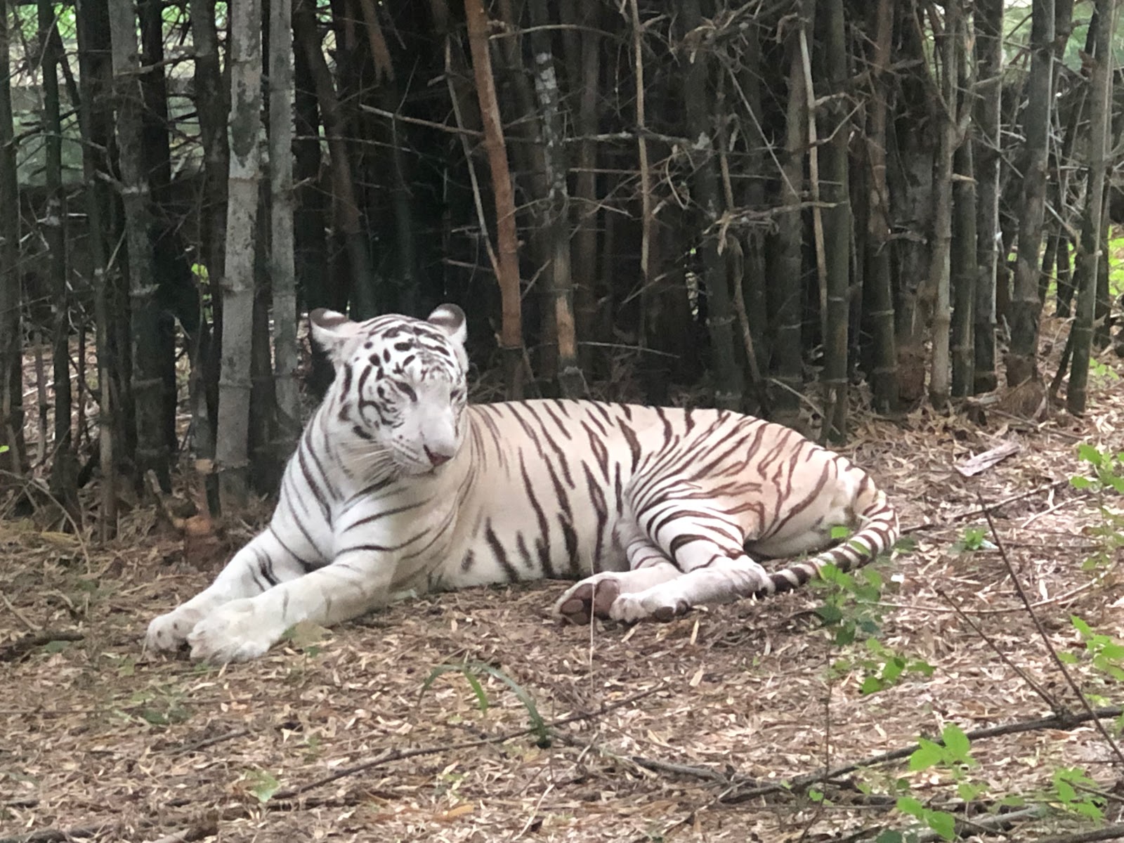 Bannerghatta National Park