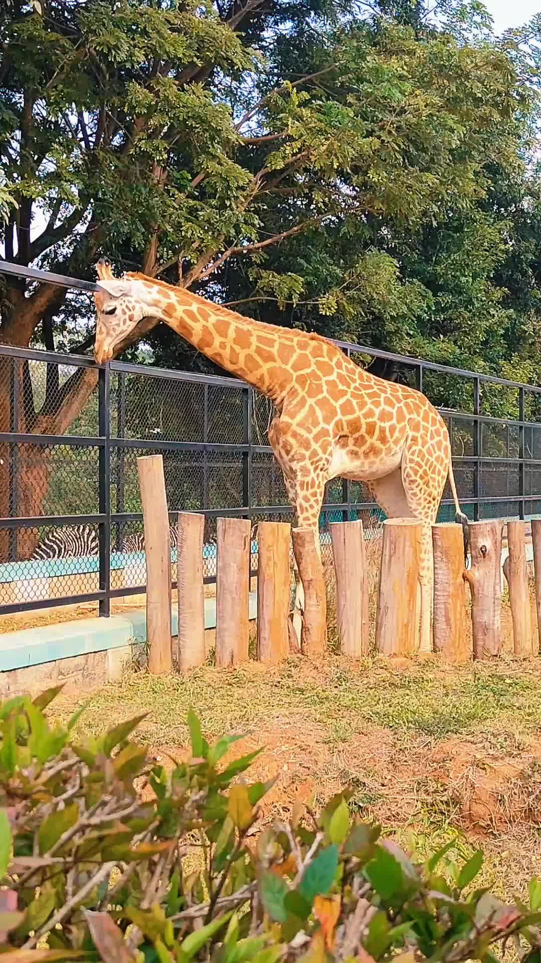 Bannerghatta National Park