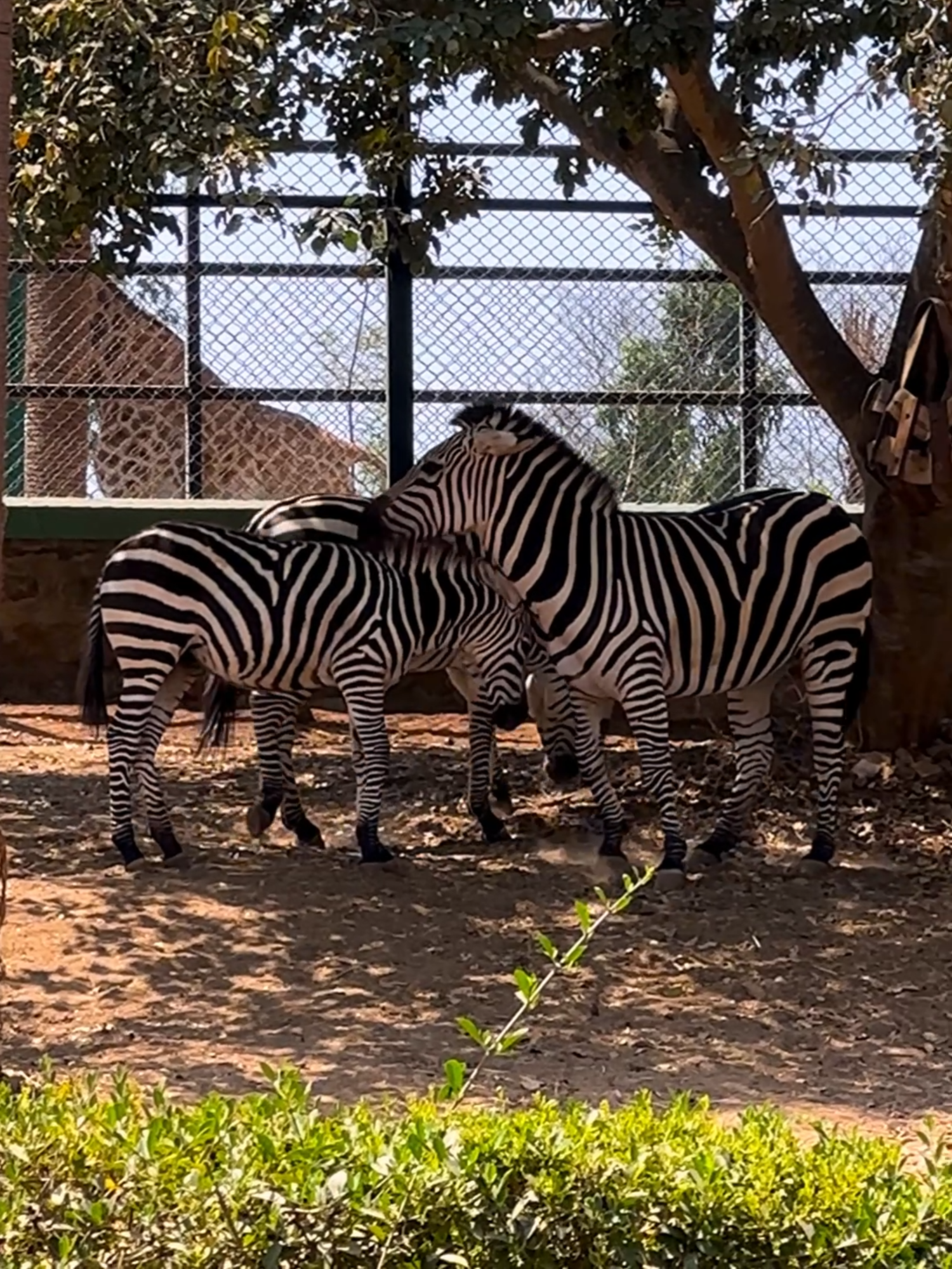 Bannerghatta National Park